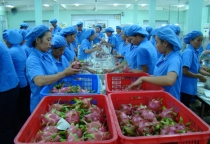 8 tháng năm 2024: Xuất khẩu tiếp tục là điểm sáng trong bức tranh chung của nền kinh tế