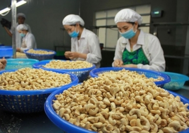 Hạt điều Việt Nam gia nhập “câu lạc bộ 5 tỷ USD